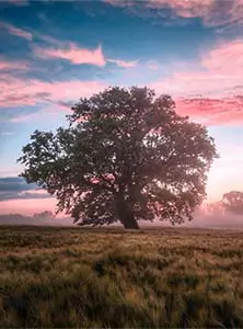 Live oak in a pasture at sunset